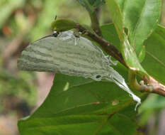 Image of Neomyrina hiemalis (Godman & Salvin 1878)