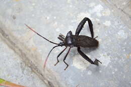 Image of Acanthocephala heissi Brailovsky 2006