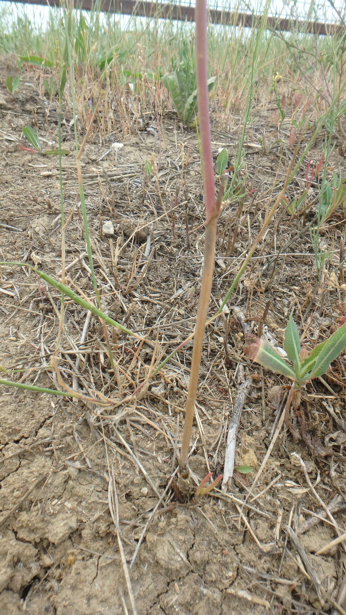 Image of Allium regelianum A. K. Becker