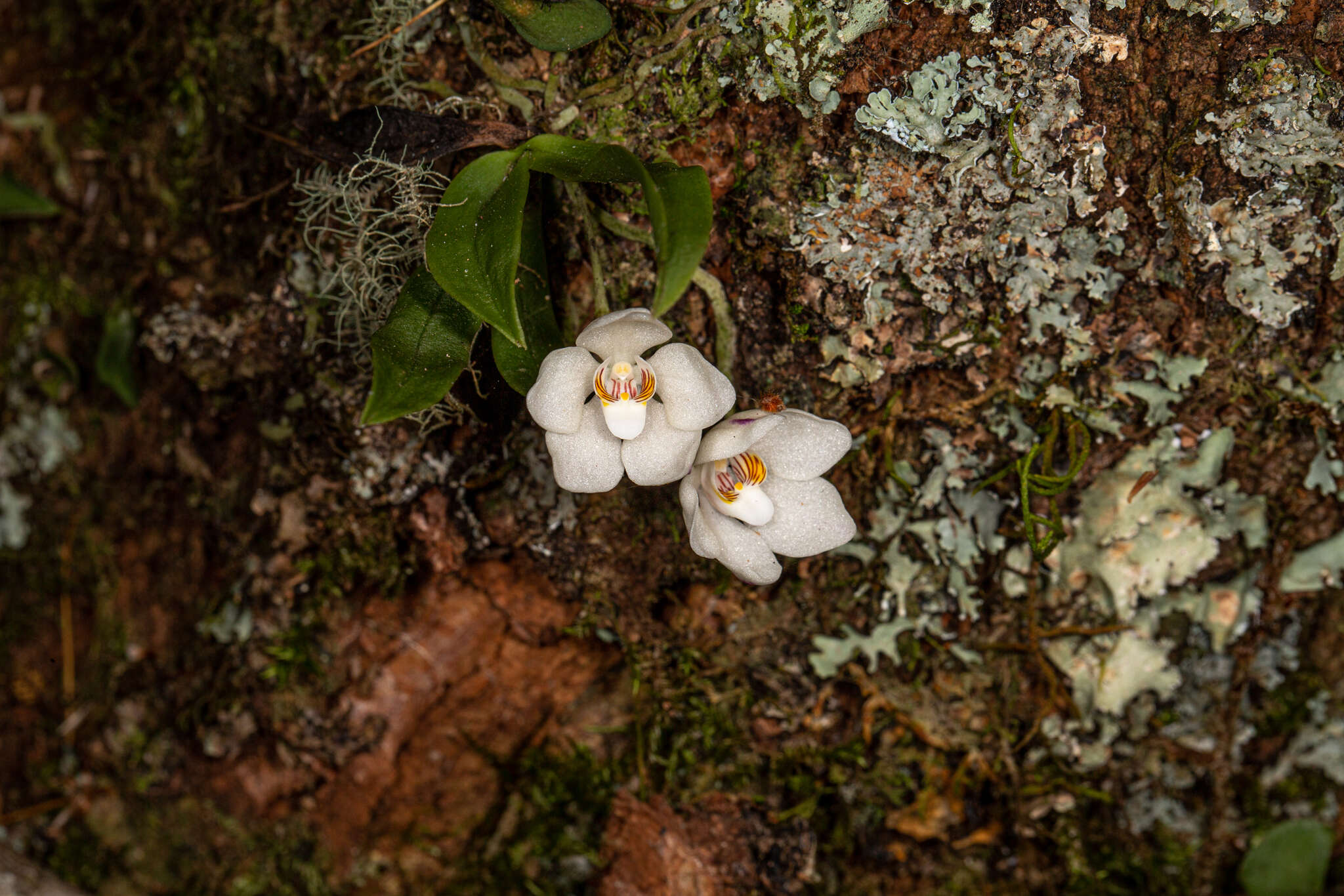 Image of Orange blossom orchid