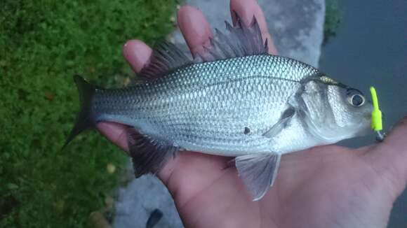 Image of White Perch