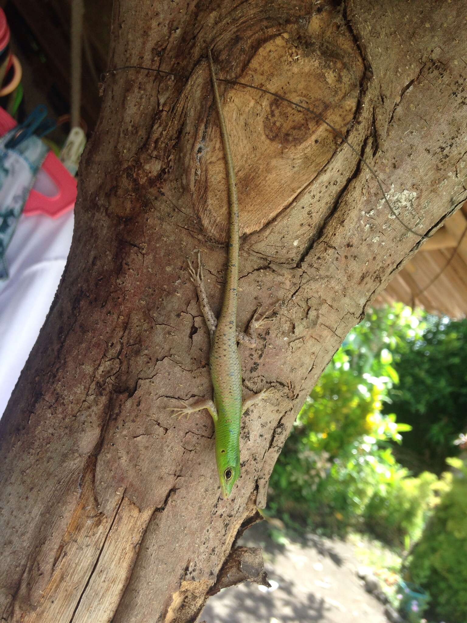 Image of Emerald Skink