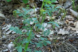 صورة Coronilla coronata L.