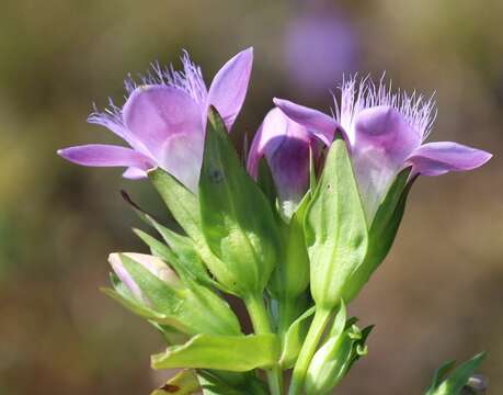 Image de Gentianella germanica subsp. germanica