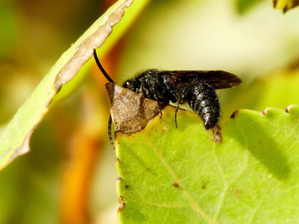 Image of Physetopoda punctata (Latreille 1792)