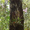 Image of Laelia crawshayana Rchb. fil.