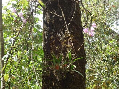 Image of Laelia crawshayana Rchb. fil.