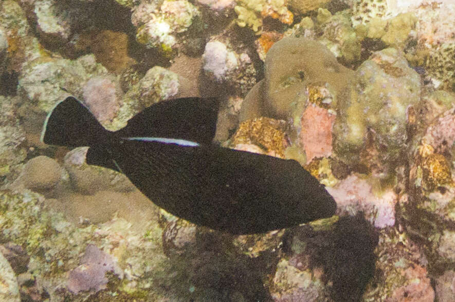 Image of Indian triggerfish