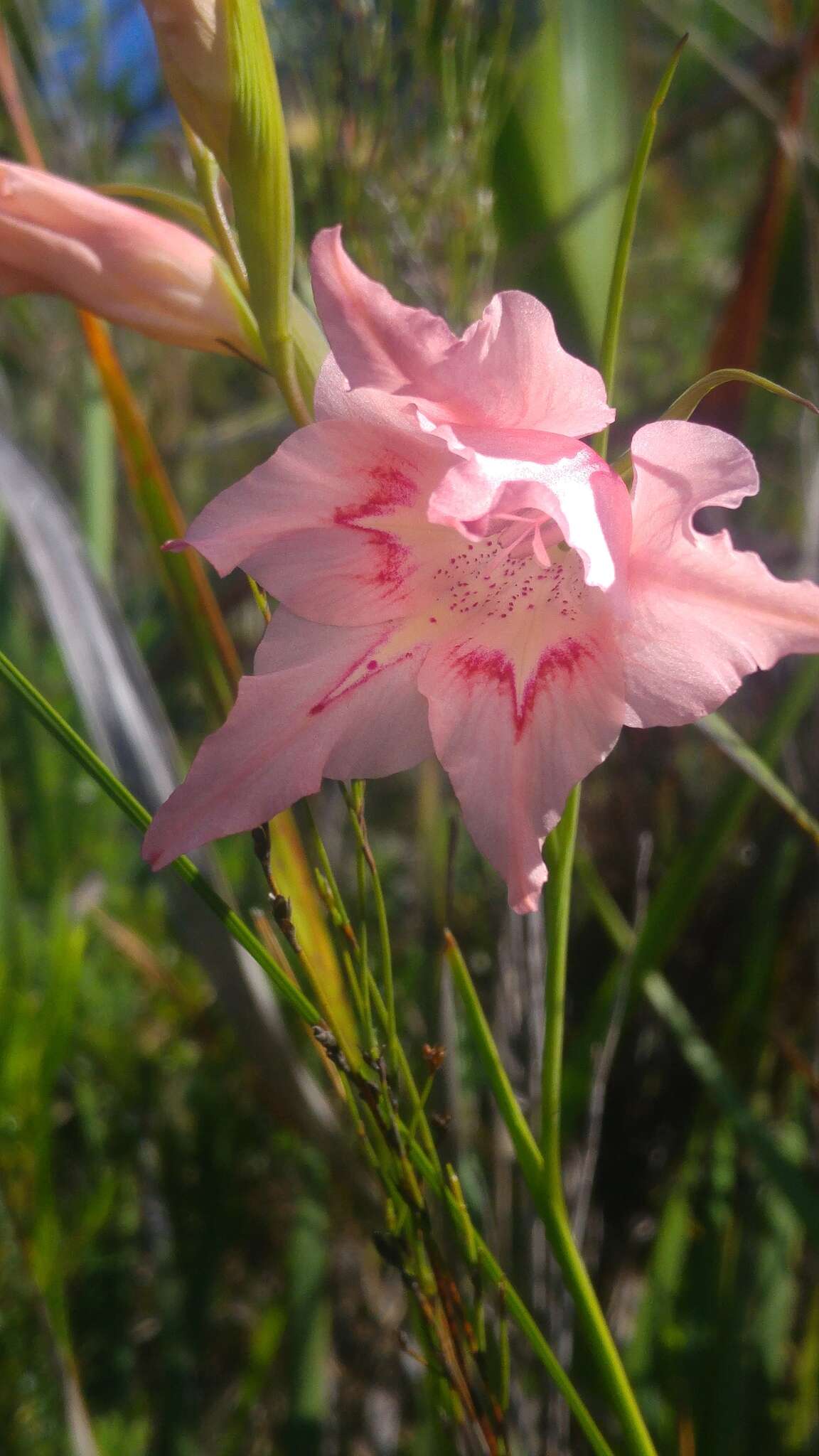 صورة Gladiolus virgatus Goldblatt & J. C. Manning