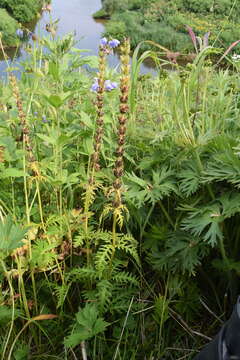 Слика од Pedicularis chamissonis Stev.