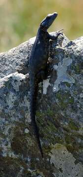 Image of Northern Crag Lizard