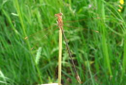 Image of Common Spreadwing