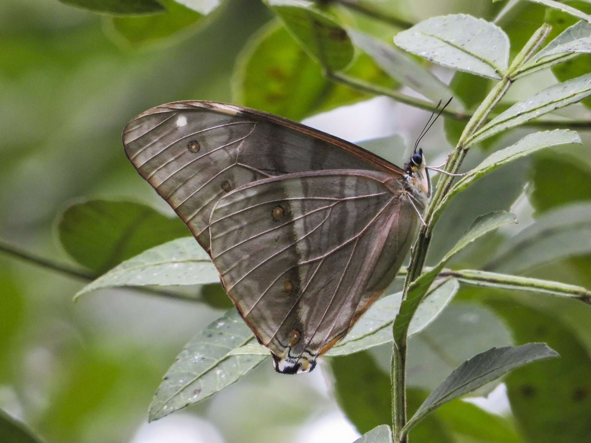 Imagem de Morpho aega