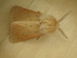 Image of Spilosoma vagans Boisduval 1852