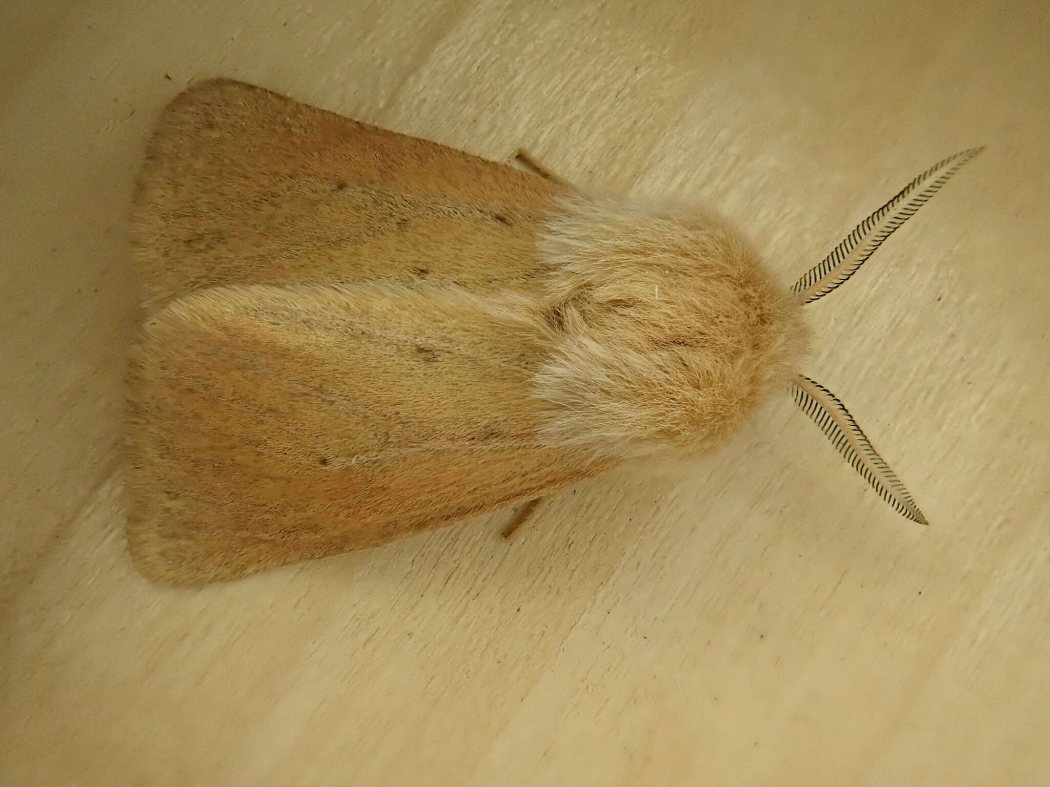 Image of Spilosoma vagans Boisduval 1852