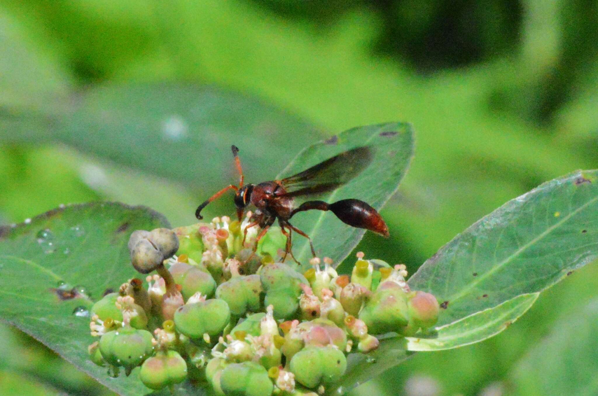 Image of Potter wasp