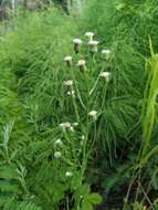 Imagem de Erigeron acris subsp. kamtschaticus (DC.) H. Hara