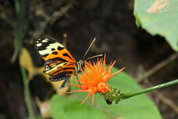 Imagem de Heliconius numatus Cramer 1780