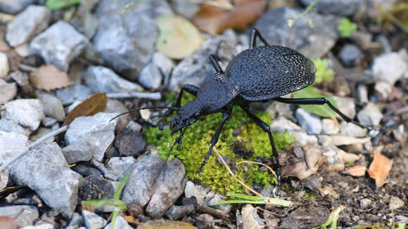 Image of Carabus gigas duponchelii (Dejean 1831)