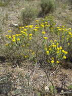 Plancia ëd Oedera genistifolia (L.) A. A. Anderberg & K. Bremer