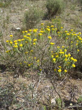 Image of Oedera genistifolia (L.) A. A. Anderberg & K. Bremer