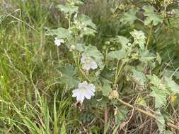 Image of Malva australiana M. F. Ray