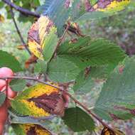 Image of American elm