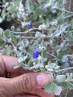 Imagem de Salvia cedrosensis Greene