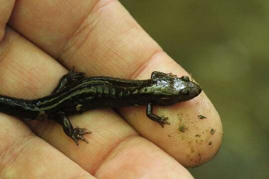 Image of Allegheny Mountain Dusky Salamander