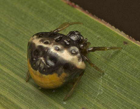 Image of Cyrtarachne tricolor (Doleschall 1859)