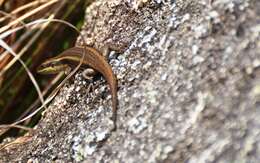 Image of Mulanje Skink