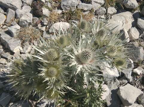 Image of Eryngium spinalba Vill.