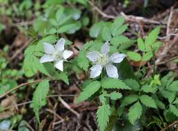 Image of Rubus minusculus H. Lév. & Vaniot