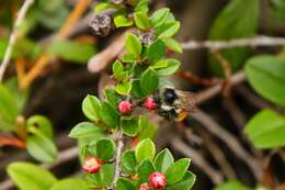 Image of Bombus vancouverensis Cresson 1879