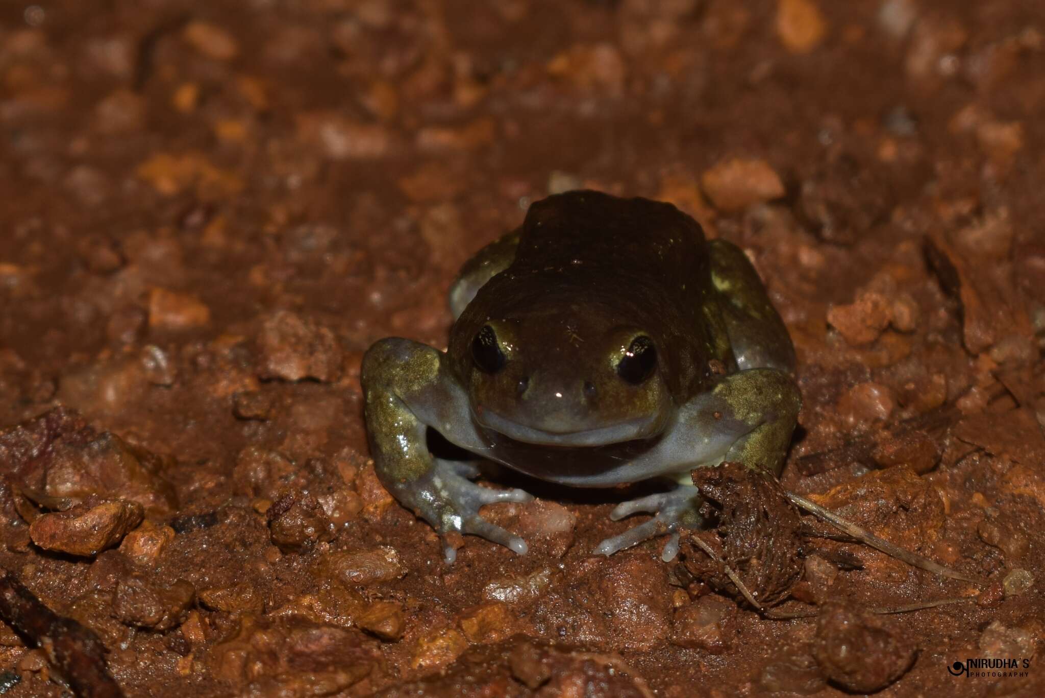 Imagem de Uperodon globulosus (Günther 1864)