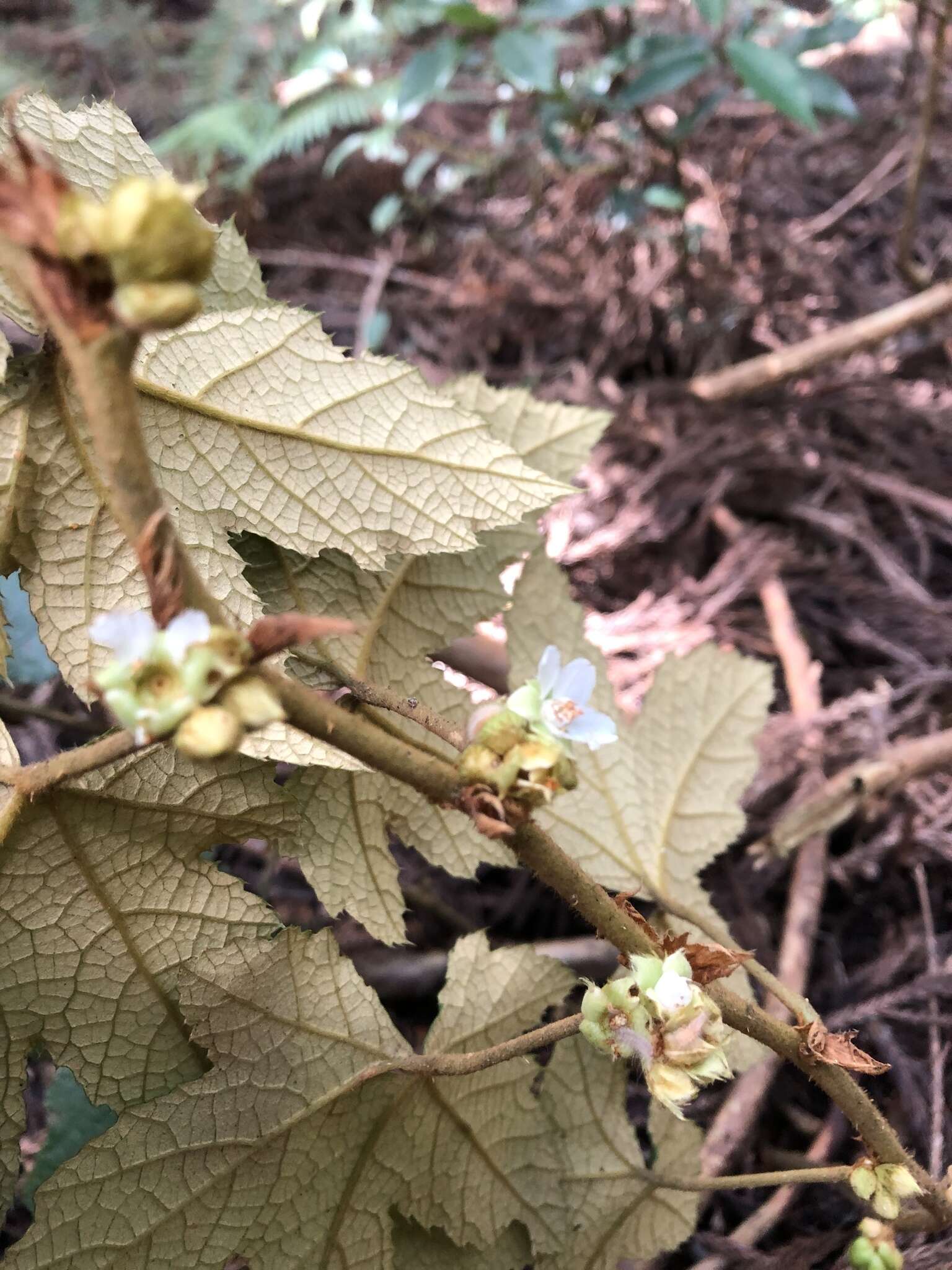 Image of Rubus reflexus var. hui (Diels ex Hu) F. P. Metcalf