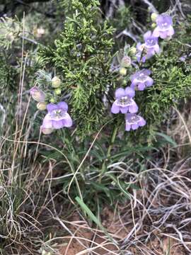 Image of James' beardtongue