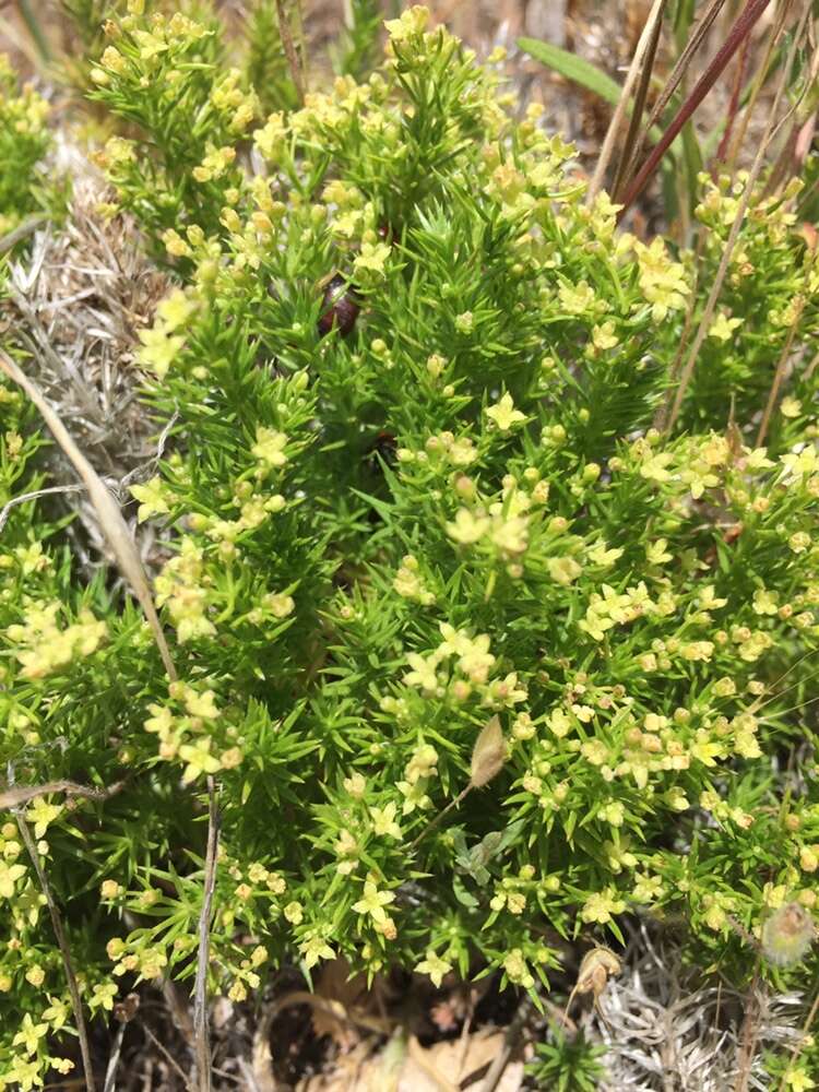 Plancia ëd Galium andrewsii subsp. gatense (Dempster) Dempster & Stebbins