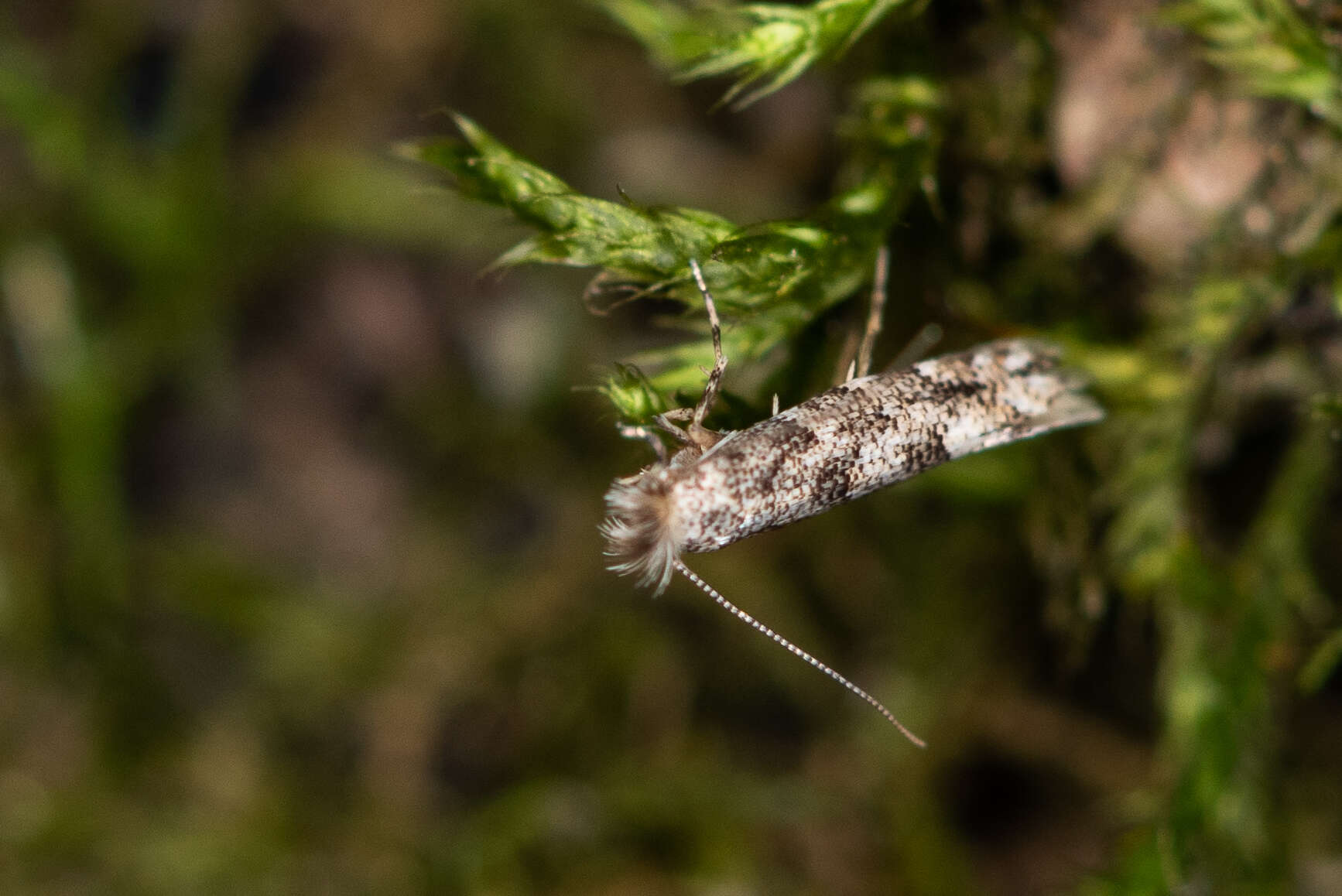 صورة Phyllonorycter populifoliella (Treitschke 1833)