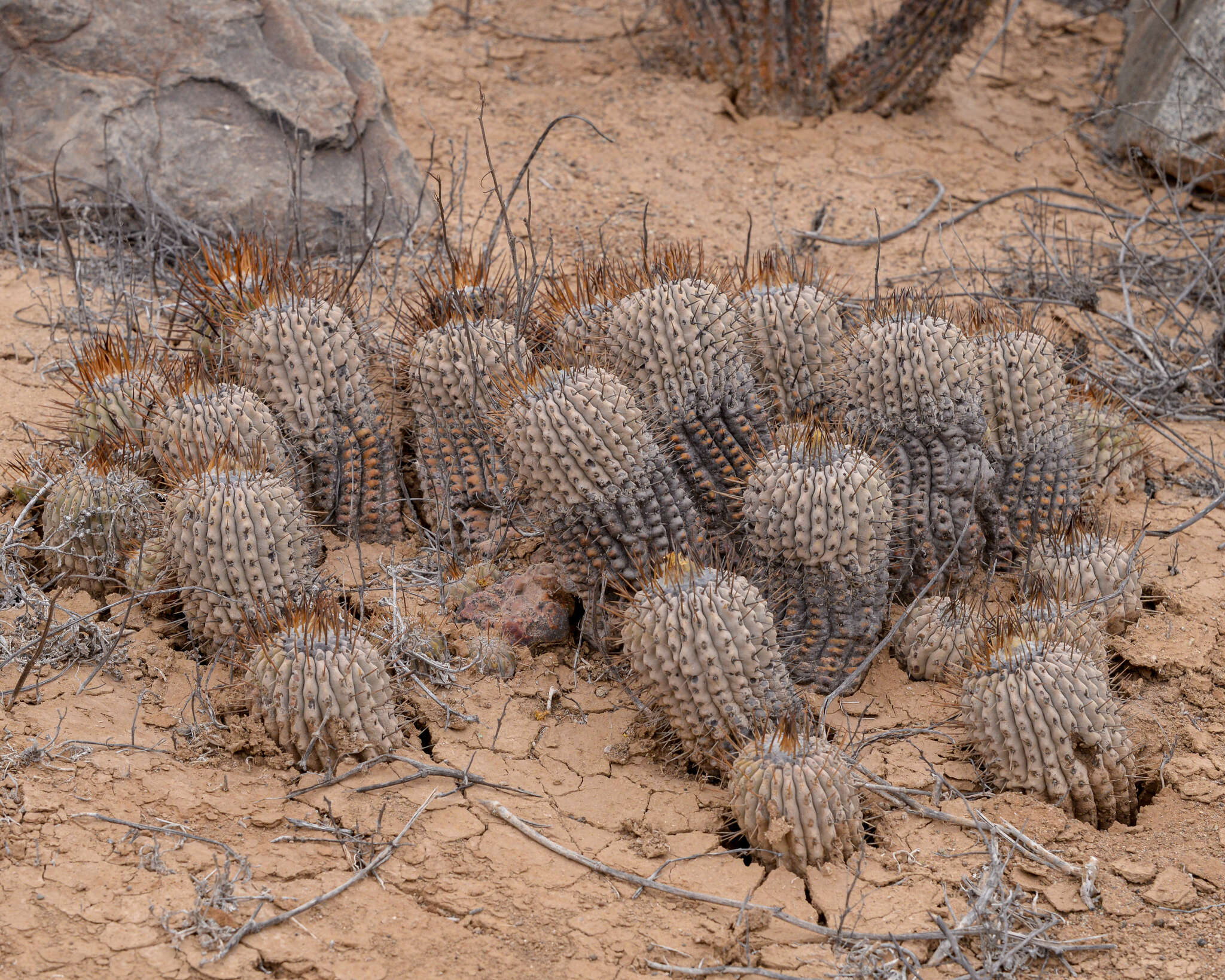 Image of Copiapoa cinerea (Phil.) Britton & Rose