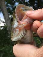 Image of Alabama bass