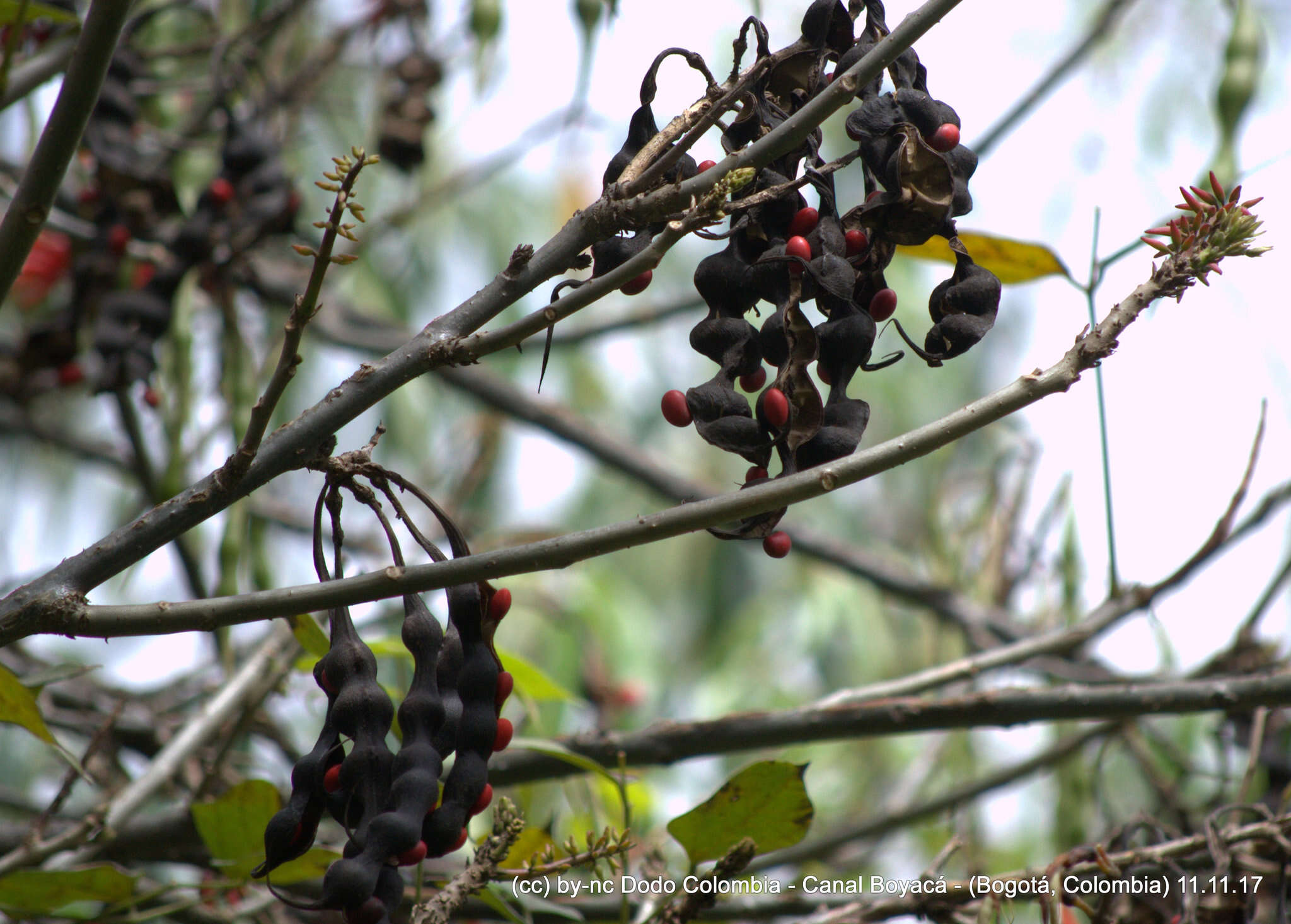 Imagem de Erythrina rubrinervia Kunth