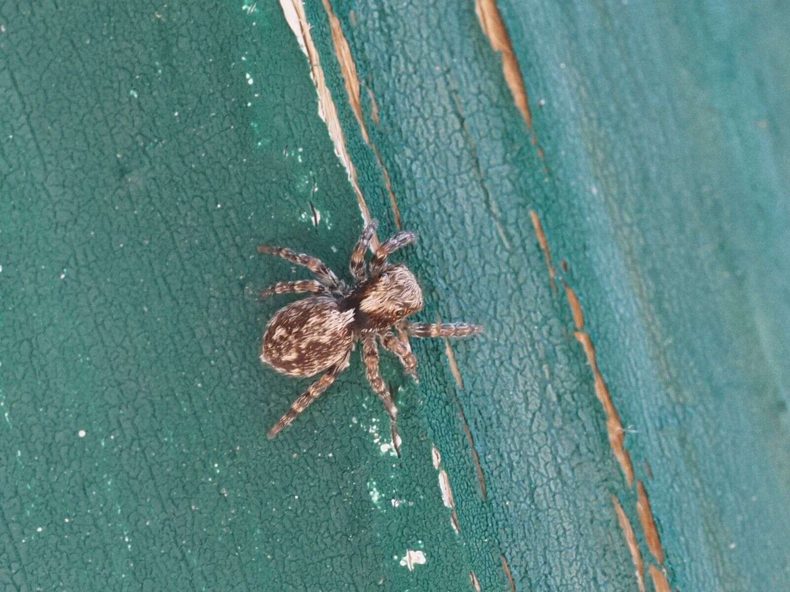 Image of Jumping spider