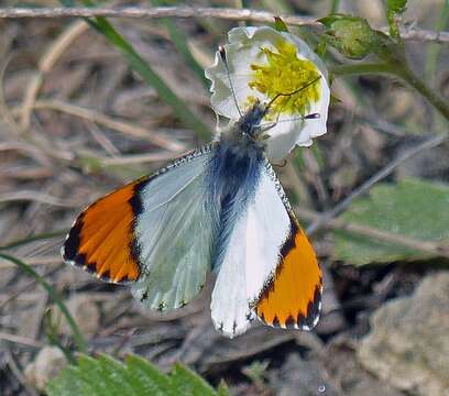 Image de Anthocharis julia Edwards 1872