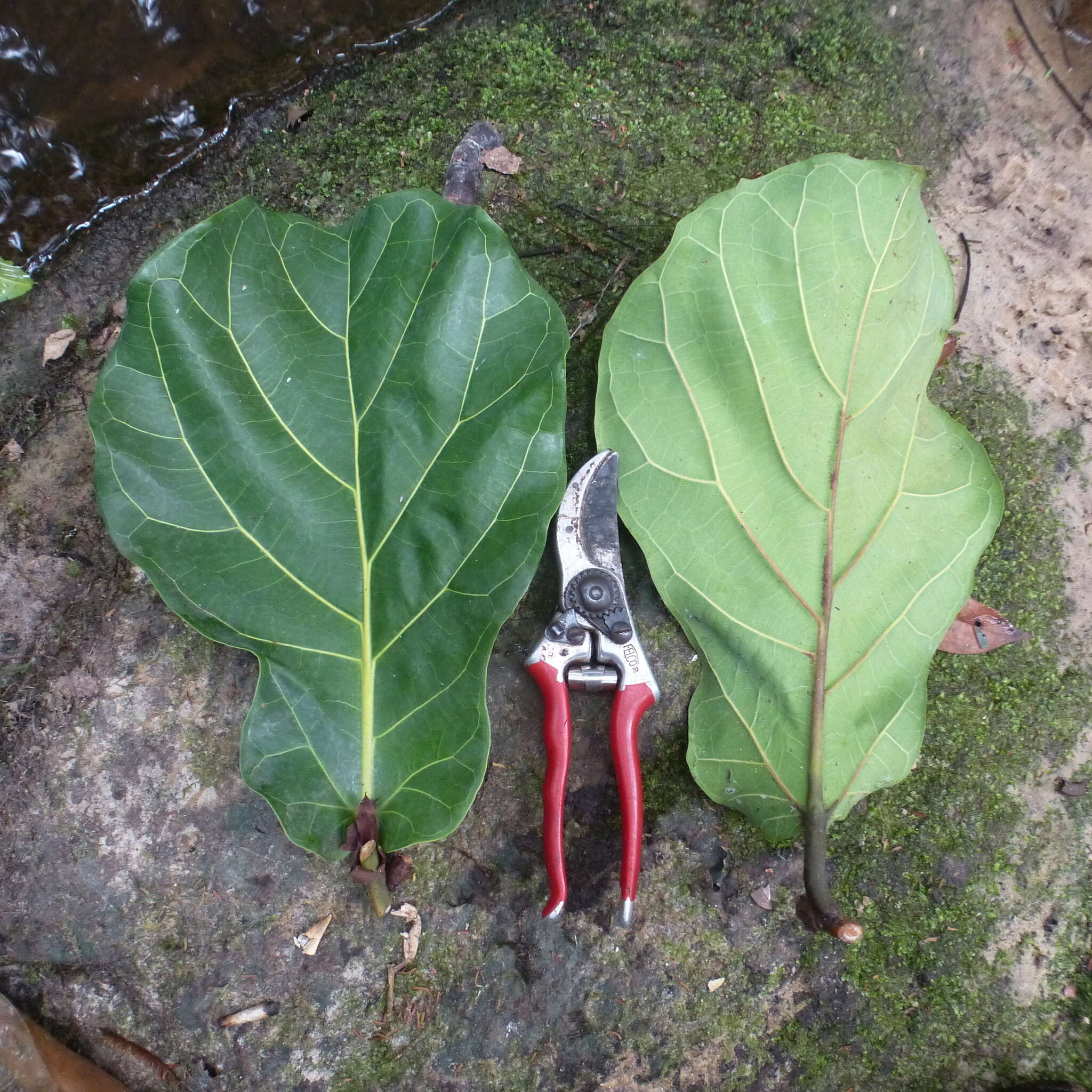 Image of fiddle-leaf fig