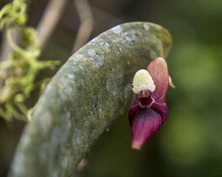 Imagem de Pleurothallis perijaensis Dunst.