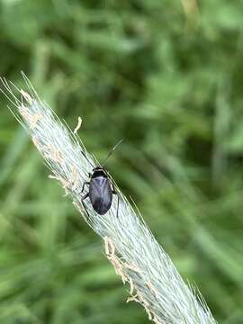 Image of Capsus wagneri Remane 1950