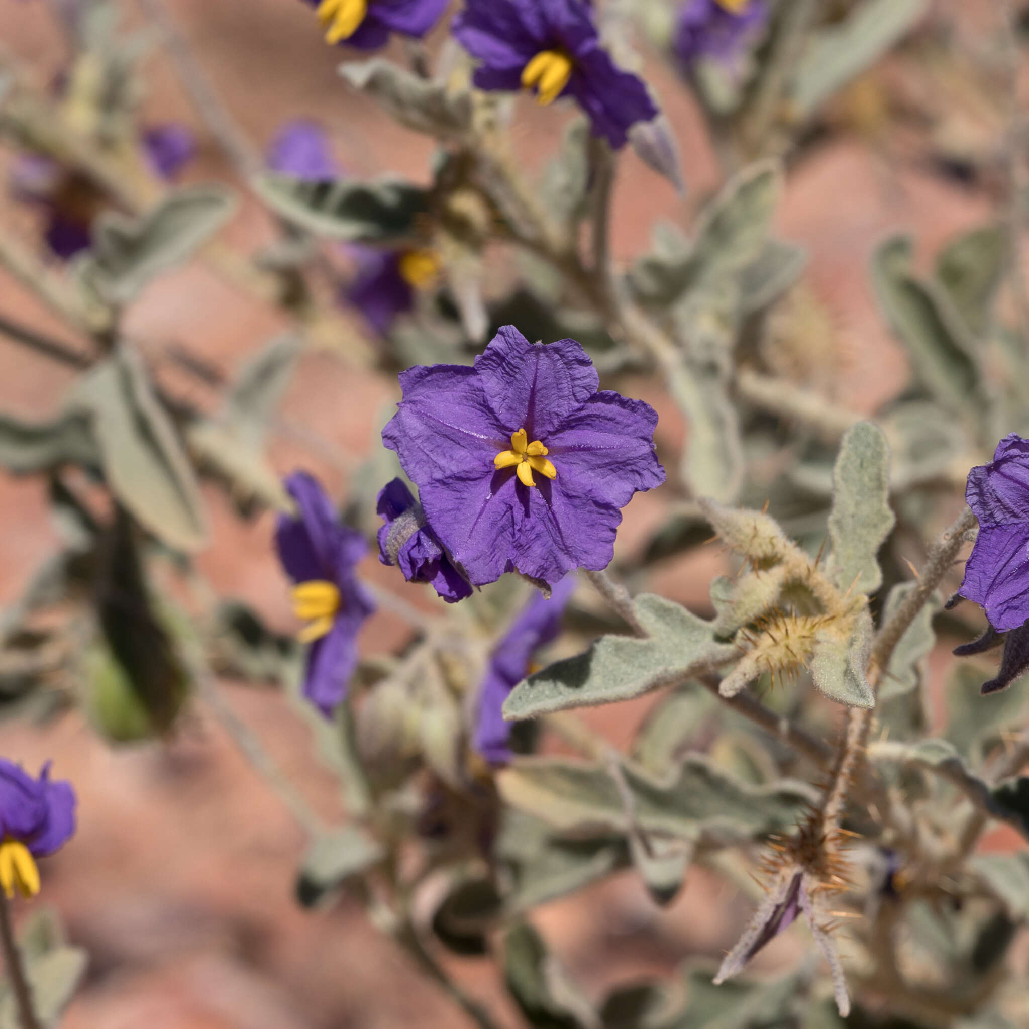 Image of Solanum chippendalei D. E. Symon