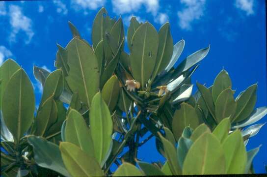 Image of Mangrove