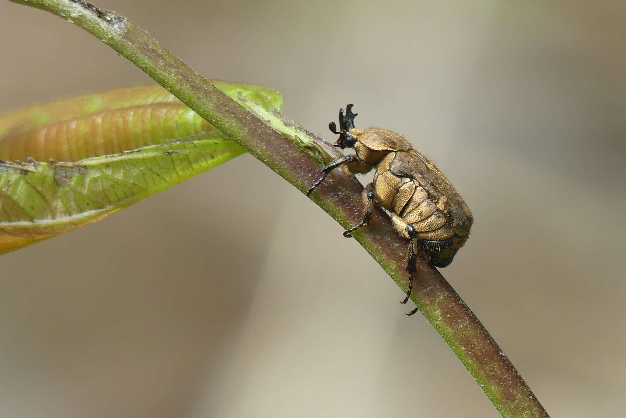 Image of Goliathopsis